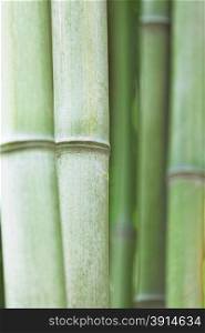 Green bamboo shoots.