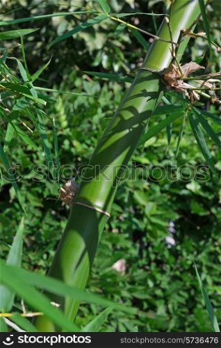 Green bamboo stalk