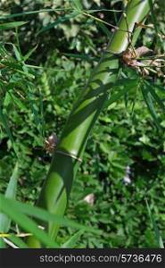 Green bamboo stalk