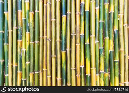 Green bamboo stem wood texture, can be used as oriental or nature background