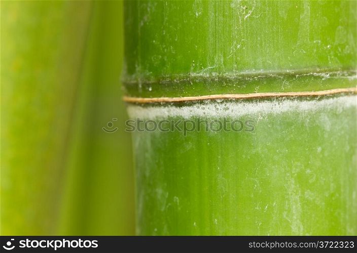 Green bamboo tree - background