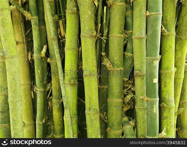 green bamboo tree texture background