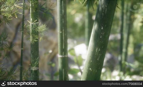 Green Bamboo trees forest background. Shallow DOF. Green Bamboo trees forest background