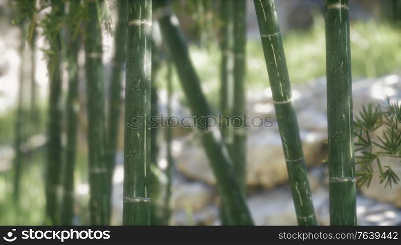 Green Bamboo trees forest background. Shallow DOF. Green Bamboo trees forest background