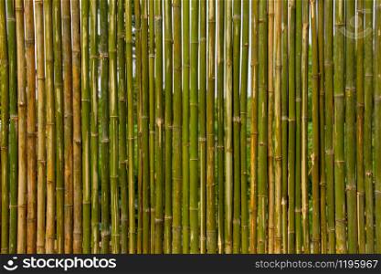 Green bamboo wall