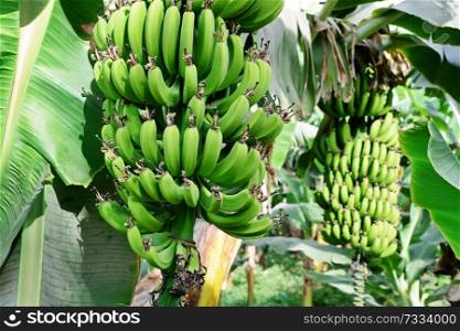 green banana branch at plant. close up