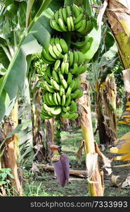 green banana branch with flower plant. close up