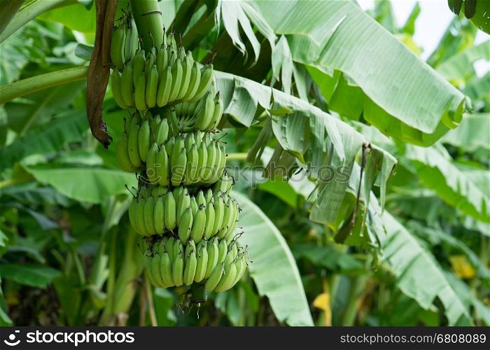 Green banana bunch on the banana plantation