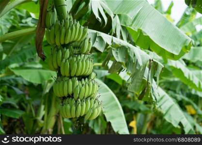 Green banana bunch on the banana plantation