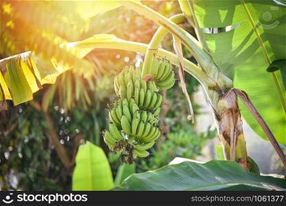 Green banana on tree in the orchard garden tropical fruit
