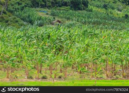 Green Banana plantations in Phetchaburi Province, Thailand