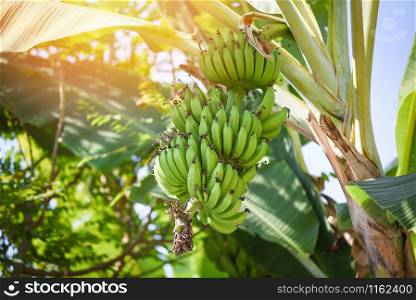 Green bananas in the garden on the banana tree agriculture plantation in Thailand summer fruit