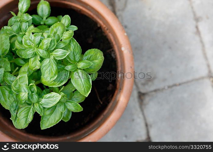 Green basil in a clay pot
