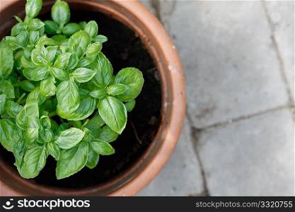 Green basil in a clay pot