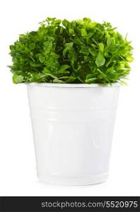 green basil in a pot isolated on white background