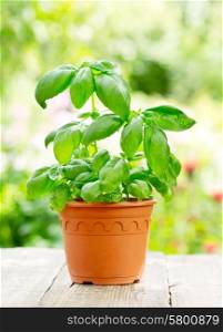 green basil in a pot on wooden table