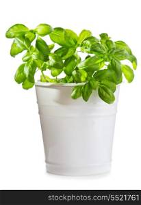 green basil in a pot white background