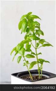 Green basil in a white cube pot. A potted basil plant. Kitchen herb plants. Mixed Green fresh aromatic herbs - in pots. Aromatic spices Growing at home.