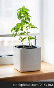 Green basil in a white cube pot on the windowsill. A potted basil plant. Kitchen herb plants. Mixed Green fresh aromatic herbs in pots. Aromatic spices Growing at home.