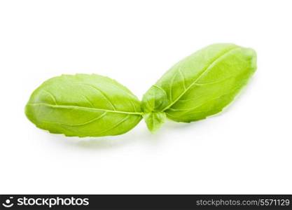 Green basil leaf isolated on white background