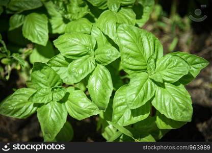 Green basil leaf plant growing in the vegetable garden plantation / Fresh sweet genovese basil herb