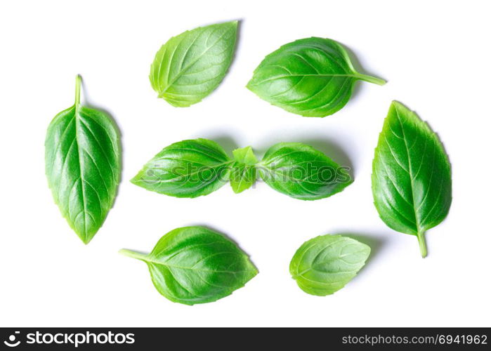 Green basil leaves isolated on white background