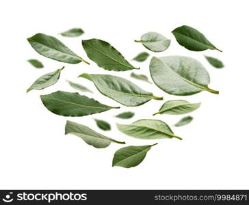 Green Bay leaves in the shape of a heart on a white background.. Green Bay leaves in the shape of a heart on a white background