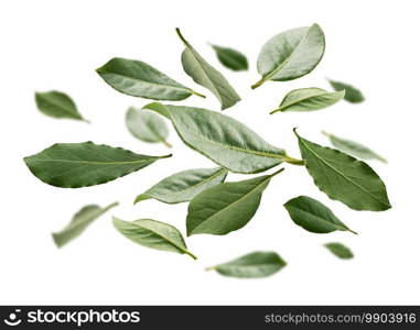 Green Bay leaves levitate on a white background.. Green Bay leaves levitate on a white background