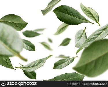 Green Bay leaves levitate on a white background.. Green Bay leaves levitate on a white background