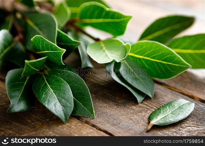 Green bay leaves on wooden background. Laurel leaf. Bay laurel leaves