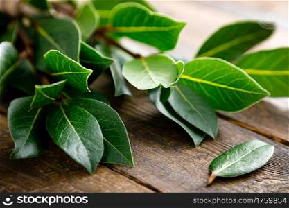 Green bay leaves on wooden background. Laurel leaf. Bay laurel leaves