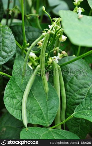 Green beans growing on vines in the garden