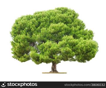 Green beautiful and big tree isolated on white background