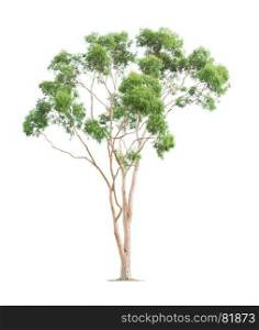 Green beautiful and tall eucalyptus tree isolated on white background