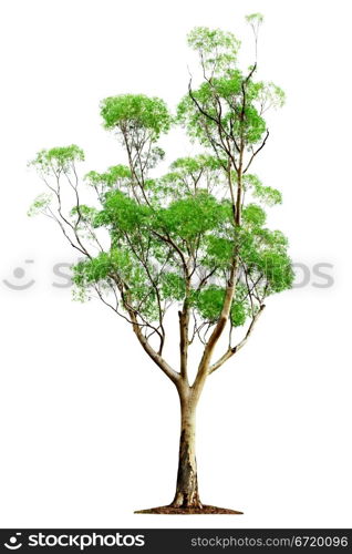 Green beautiful and tall tree isolated on white background