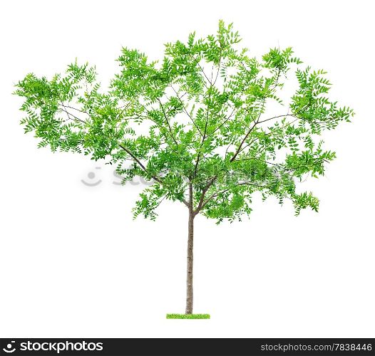 Green beautiful and young tree isolated on white background