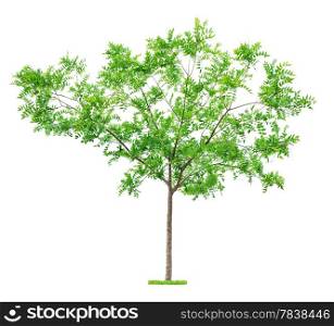 Green beautiful and young tree isolated on white background