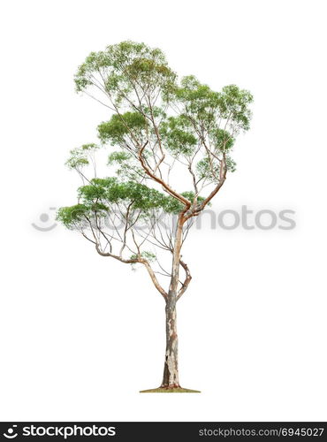 Green beautiful eucalyptus tree isolated on white background