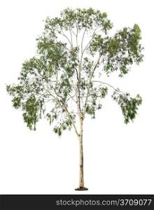 Green beautiful eucalyptus tree isolated on white background&#xA;