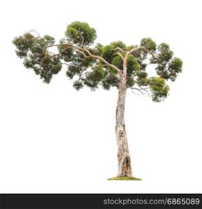Green beautiful old and big eucalyptus tree with asymmetric crown isolated on white background