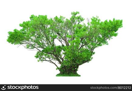 Green beautiful tree isolated on white background