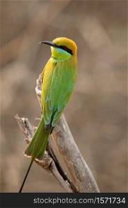 Green bee-eater, Merops orientalis, Tipeshwar Wildlife Sanctuary, Maharashtra, India