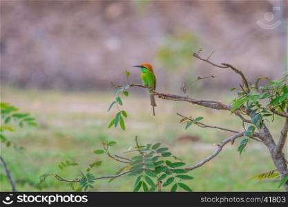 Green Bee Eaters on branch of tree (Merops orientalis)