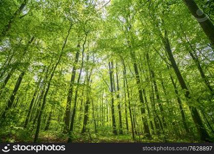 Green beech forest in the spring in vibrant colors on a bright day in April