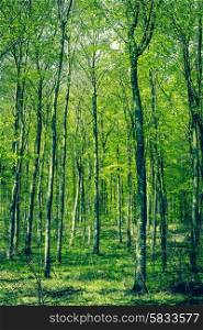 Green beech forest in the springtime