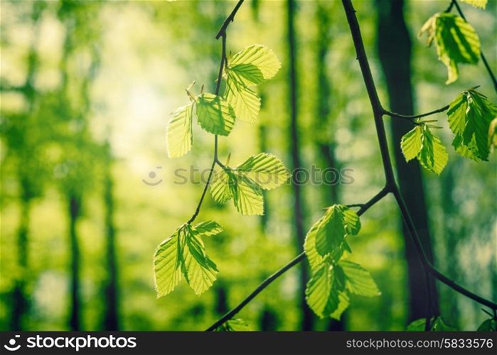 Green beech leaves in a forest at springtime