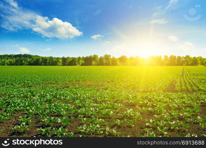 green beet field and blue sky