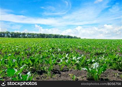 green beet field and blue sky