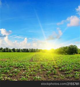 Green beet field and bright sunrise.