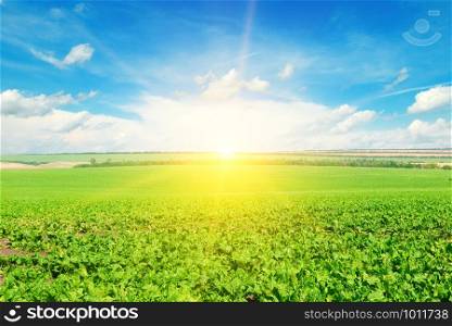 Green beet field and sun on blue sky. Agricultural landscape.